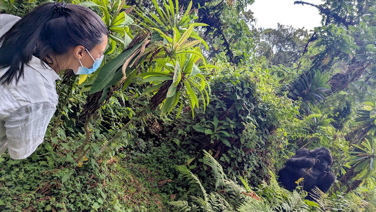 Gorilla safari